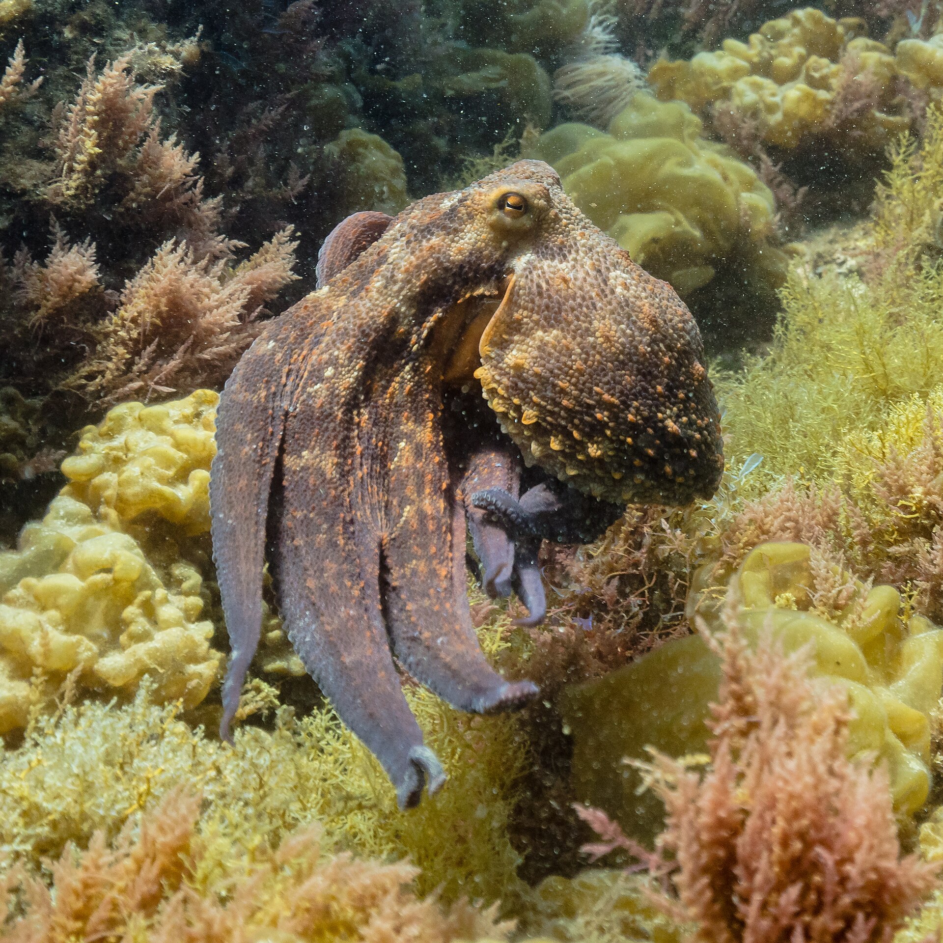 octopus underwater